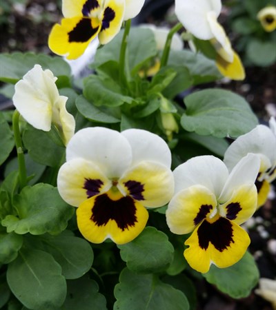 Viola Sorbet® XP Lemon Ice Blotch